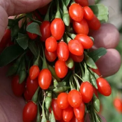 Годжи КОРЕАН БИГ — описание сорта Годжи КОРЕАН БИГ в Иваново