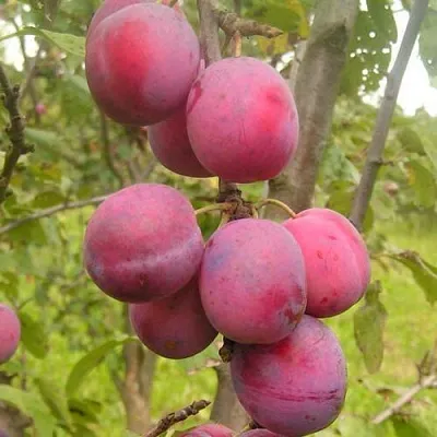 Слива ЭДИНБУРГСКАЯ  Слива ЭДИНБУРГСКАЯ в Иваново