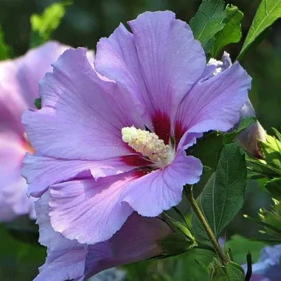 Гибискус в Иваново