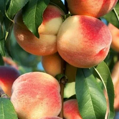 Персик ЛОЙКО 2 в Иваново