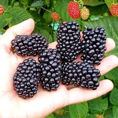 Ежевика ОУАЧИТА бесшипная — описание сорта Ежевика ОУАЧИТА бесшипная в Иваново