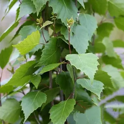 Береза ФАСТИГИАТА повислая  в Иваново