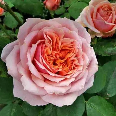 Саженцы роз ПОЛЬ БОКЮЗ шраб  Саженцы роз ПОЛЬ БОКЮЗ шраб в Иваново