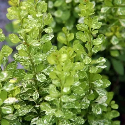 Барбарис ПАУ ВАУ тунберга  Барбарис ПАУ ВАУ тунберга в Иваново