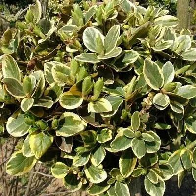 Бересклет КАНАДЕЙЛ ГОЛД   Бересклет КАНАДЕЙЛ ГОЛД  в Иваново