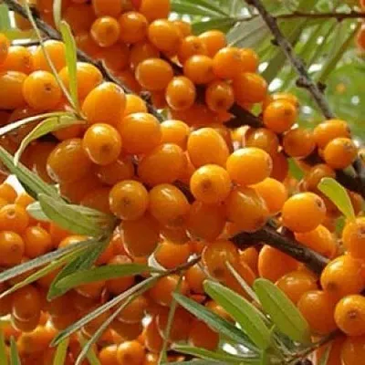 Облепиха ТРОФИМОВСКАЯ  Облепиха ТРОФИМОВСКАЯ в Иваново