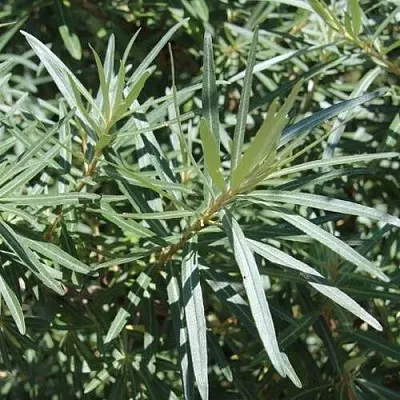 Облепиха ЛОРД (МУЖСКАЯ)  Облепиха ЛОРД (МУЖСКАЯ) в Иваново