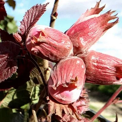 Фундук АЛЫЙ ПАРУС в Иваново