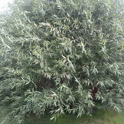 Ива СЕРЕБРИСТАЯ в Иваново