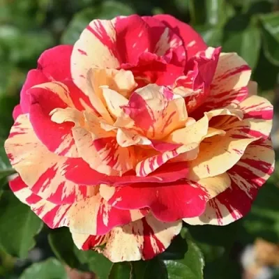 Саженцы роз ВАНИЛЛА ФРАЙЗ плетистая  Саженцы роз ВАНИЛЛА ФРАЙЗ плетистая в Иваново