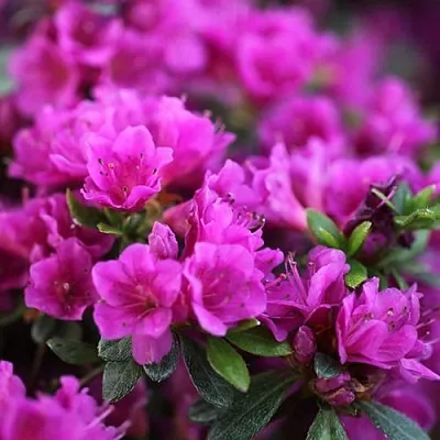 Азалия ХИРОКА японская  Азалия ХИРОКА японская в Иваново