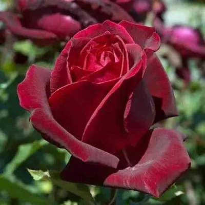 Саженцы роз ПАПА МЕЙЯН чайно-гибридная в Иваново