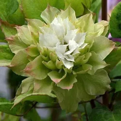 Клематис СЕН-НО-КЕЙЗ  Клематис СЕН-НО-КЕЙЗ в Иваново