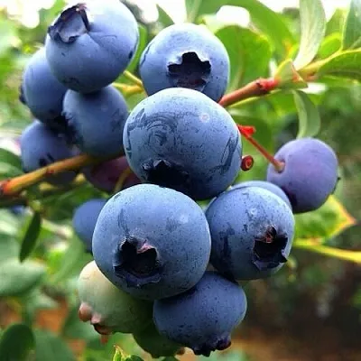 Голубика ДЮК в Иваново