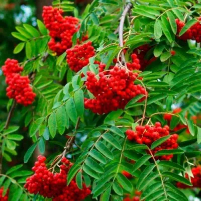 Рябина ПЛАКУЧАЯ сладкоплодная — описание сорта Рябина ПЛАКУЧАЯ сладкоплодная в Иваново