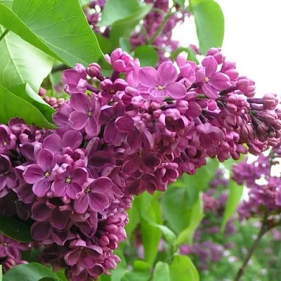 Сирень ДЕНЬ ПОБЕДЫ  Сирень ДЕНЬ ПОБЕДЫ в Иваново