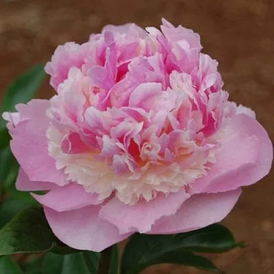 Пион ЭНДЖЕЛ ЧИКС травянистый  Пион ЭНДЖЕЛ ЧИКС травянистый в Иваново