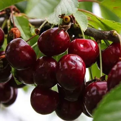 Вишня НОВОДВОРСКАЯ  Вишня НОВОДВОРСКАЯ в Иваново