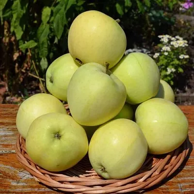 Яблоня ПАПИРОВКА  Яблоня ПАПИРОВКА в Иваново