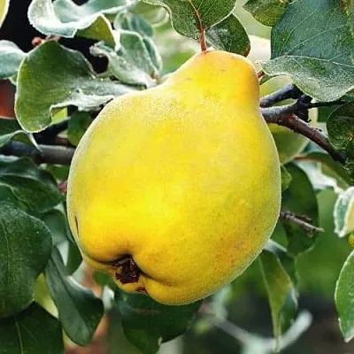 Айва РУМО  Айва РУМО в Иваново