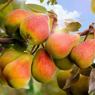 Груша ЗАБАВА  Груша ЗАБАВА в Иваново