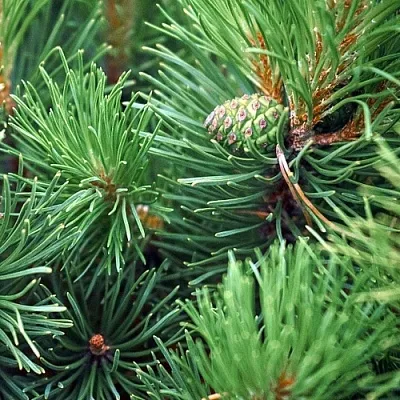 Сосна Сосна в Иваново