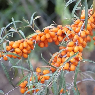 саженцы облепихи саженцы облепихи