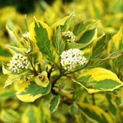 Дерен в Иваново