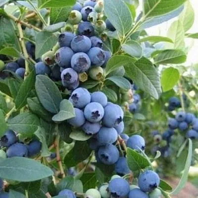 Голубика ЭЛЛИОТ в Иваново