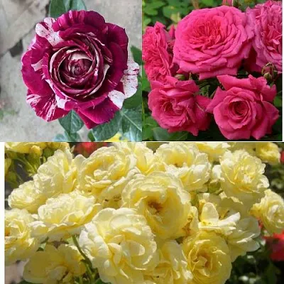 Комплект РОЗОВЫЙ АКЦЕНТ в Иваново