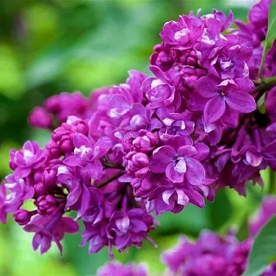 Сирень ОГНИ ДОНБАССА  Сирень ОГНИ ДОНБАССА в Иваново