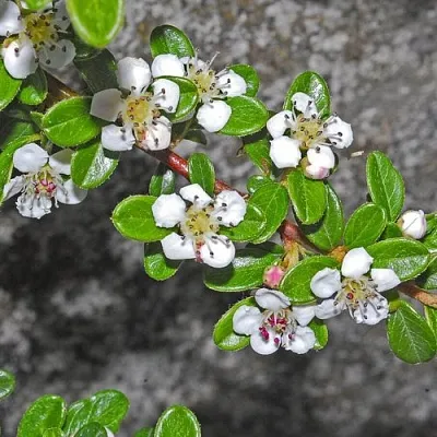Кизильник ТАНГСТЕДТ горизонтальный   Кизильник ТАНГСТЕДТ горизонтальный  в Иваново