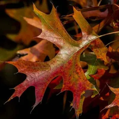 Дуб болотный — описание сорта Дуб болотный в Иваново