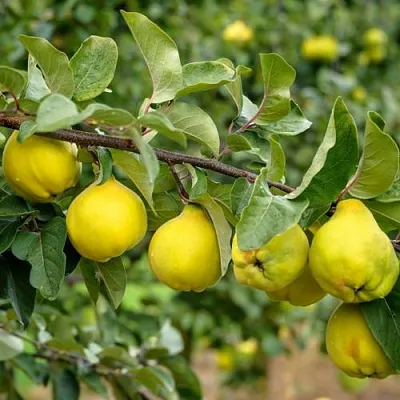 Айва ТРИУМФ  Айва ТРИУМФ в Иваново