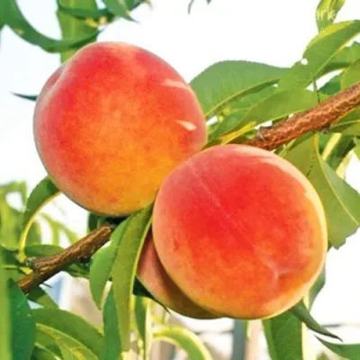 Персик ОНТАРИО — описание сорта Персик ОНТАРИО в Иваново