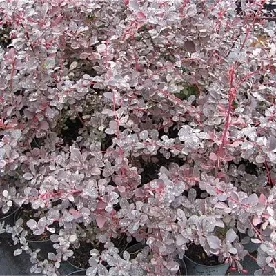 Барбарис СИЛЬВЕР МИЛЕС оттавский   Барбарис СИЛЬВЕР МИЛЕС оттавский  в Иваново