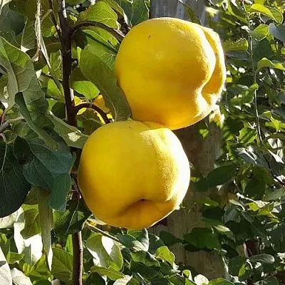 Айва МАРИЯ  Айва МАРИЯ в Иваново