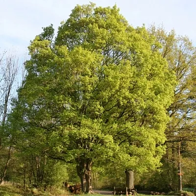 Клен полевой в Иваново