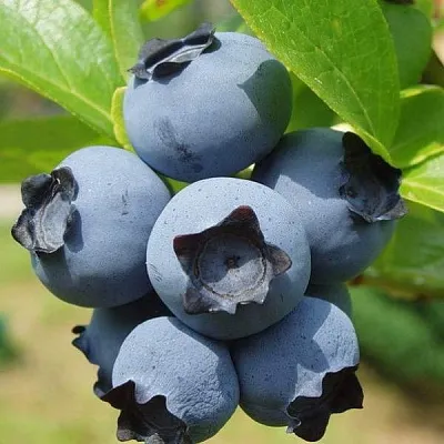 Сладкие сорта  в Иваново