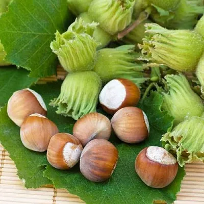 Фундук КРЕПКИЙ ОРЕШЕК в Иваново