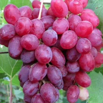 Виноград КИШМИШ ВЕЛЕС в Иваново