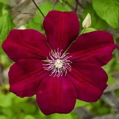 Клематис РУЖ КАРДИНАЛ  Клематис РУЖ КАРДИНАЛ в Иваново