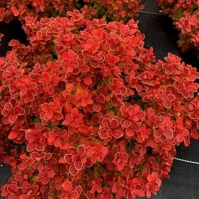 Барбарис РЕД ХОТ ЧИЛИ тунберга  Барбарис РЕД ХОТ ЧИЛИ тунберга в Иваново