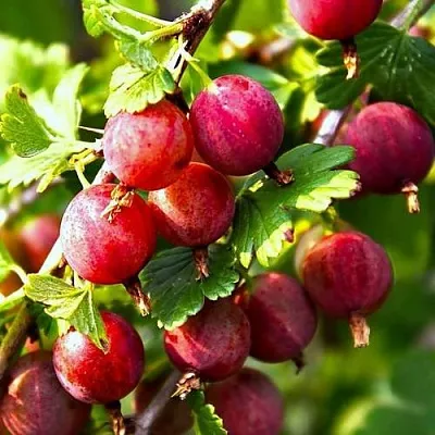 Крыжовник САДКО  Крыжовник САДКО в Иваново