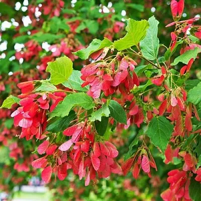 Клен татарский в Иваново