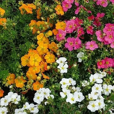 Лапчатка в Иваново