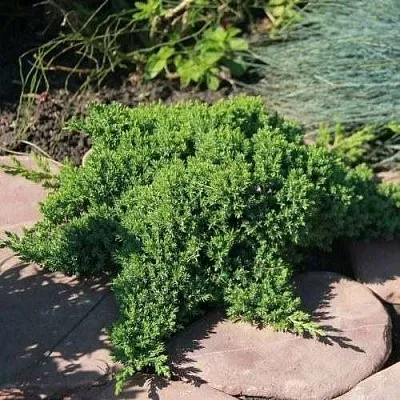 Можжевельник АВАСИ лежачий  Можжевельник АВАСИ лежачий в Иваново