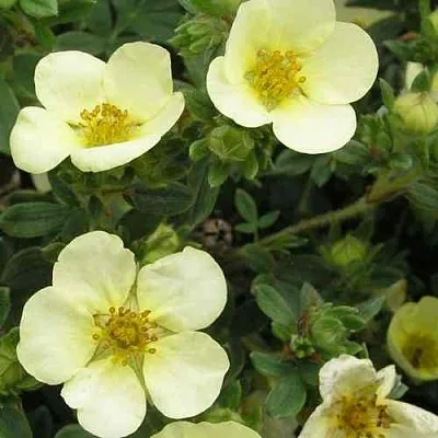 Лапчатка ЭЛИЗАБЕТ кустарниковая  Лапчатка ЭЛИЗАБЕТ кустарниковая в Иваново