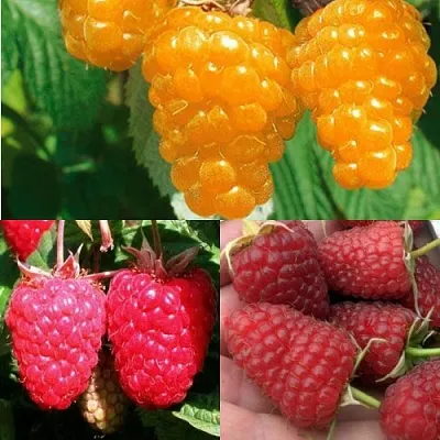 Комплект ЗОЛОТАЯ МАЛИНА в Иваново