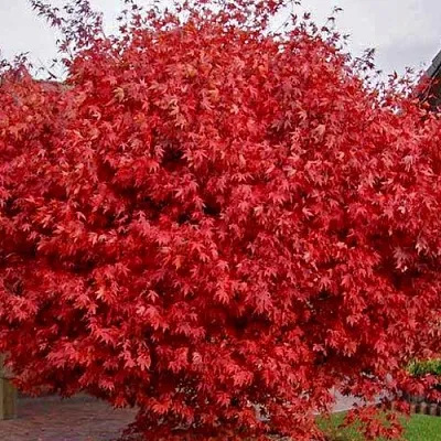 Клен гиннала  в Иваново